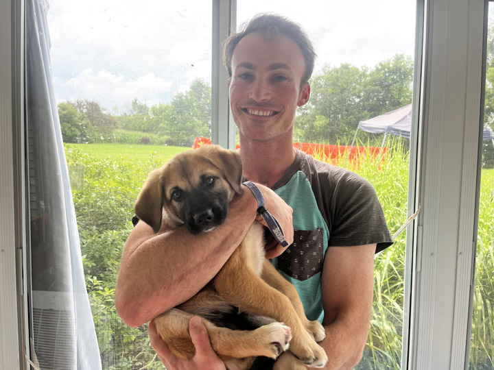 chinook puppy